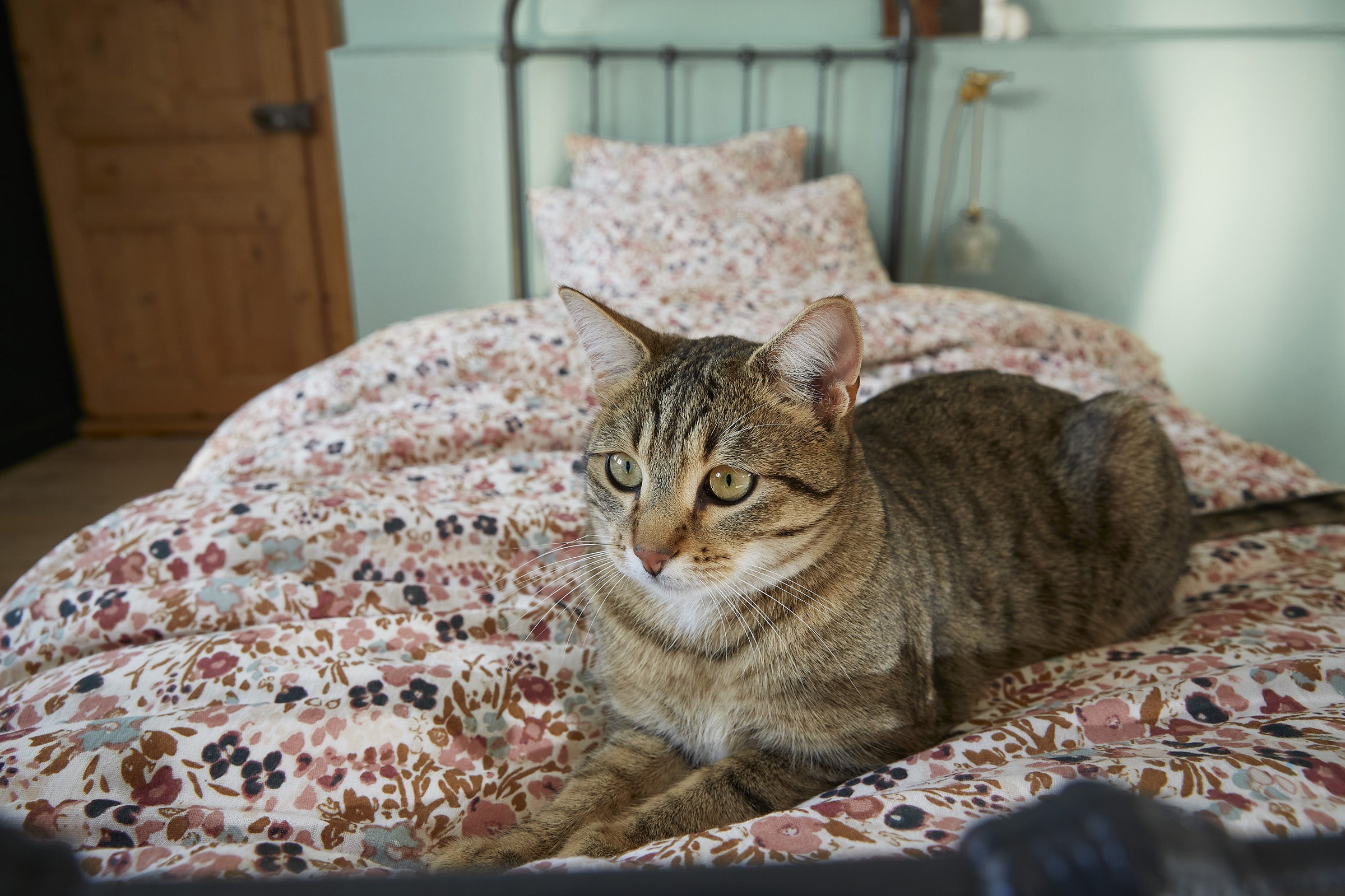 Funda de cojín Capuchino Pampa (50x70cm)