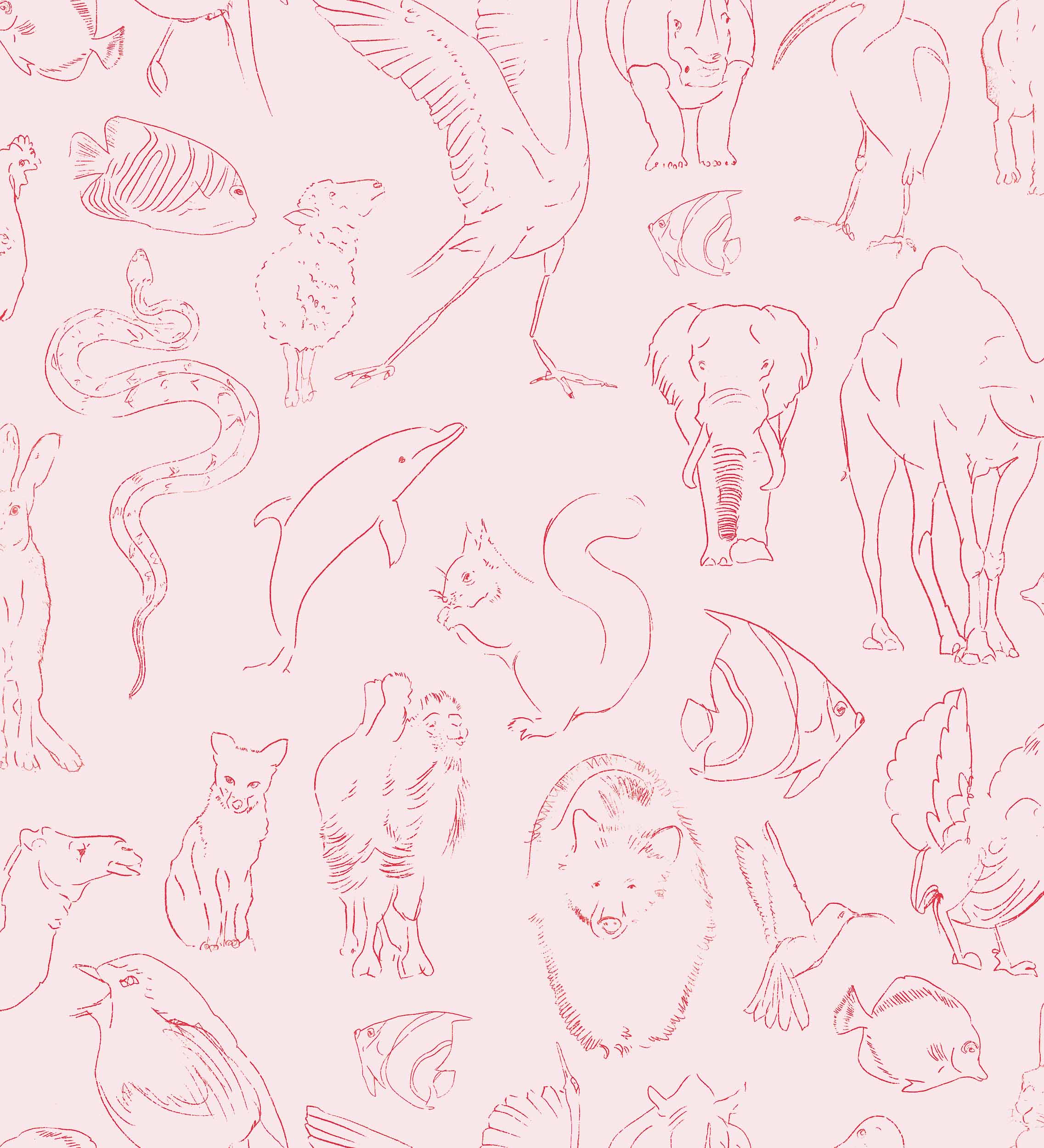 Zoología Candy
